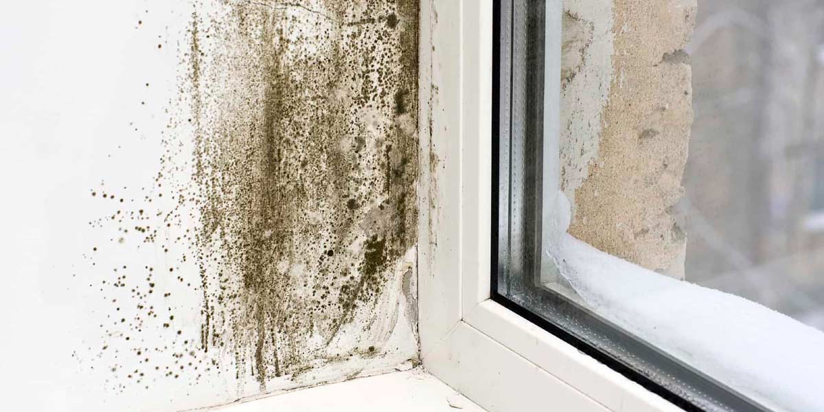 mould-removal